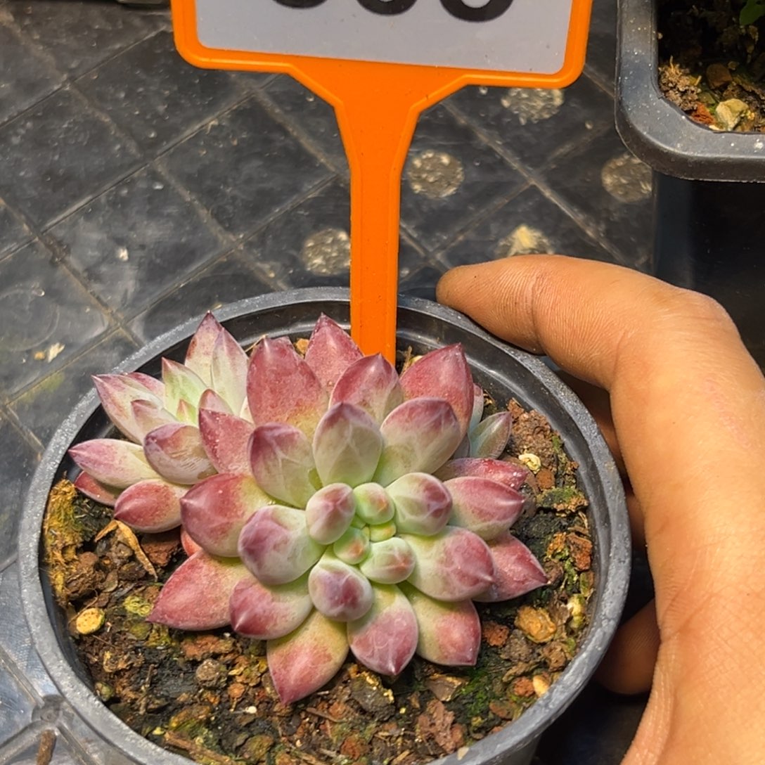 多肉植物虞美人505