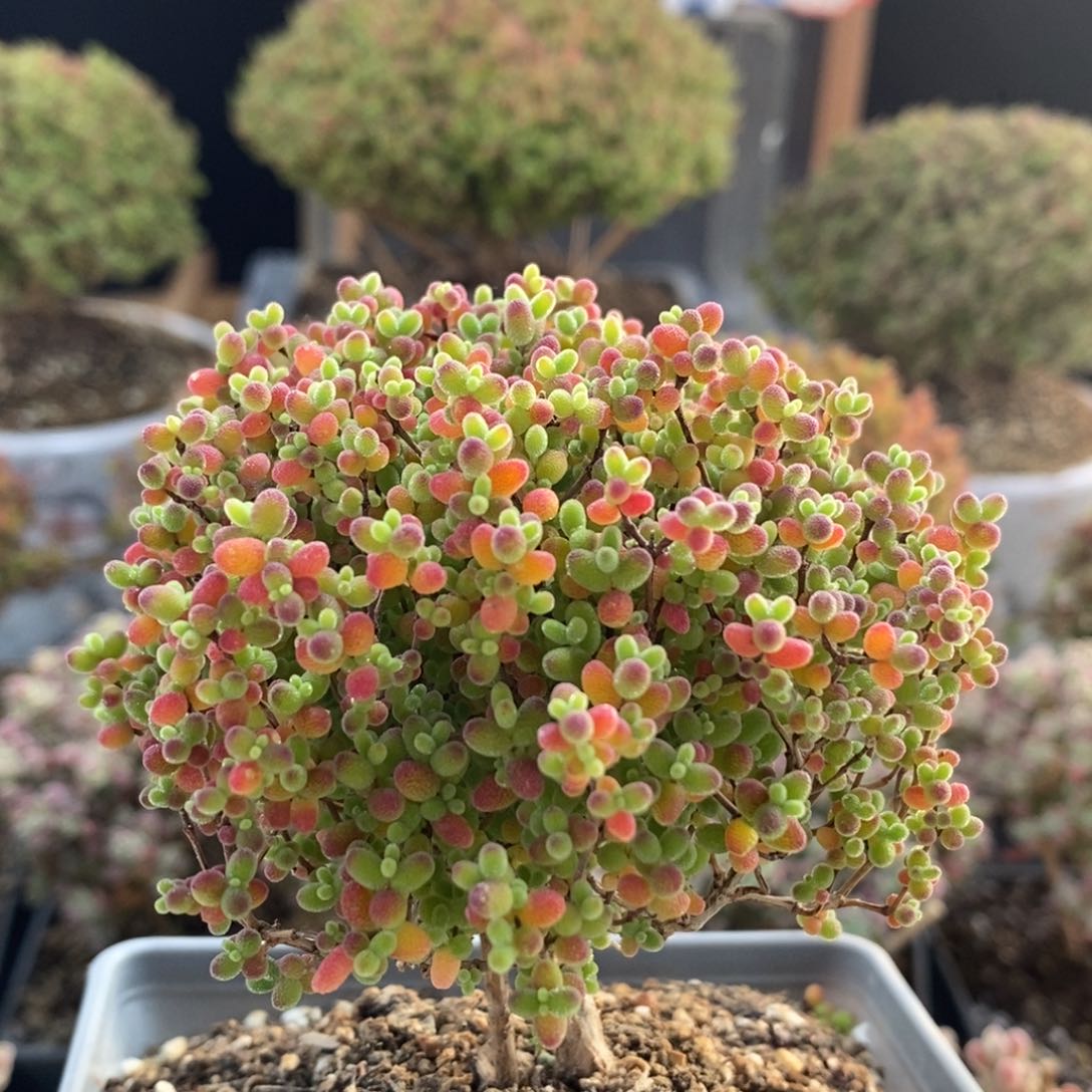 蜜橘糖球7383枝干番杏