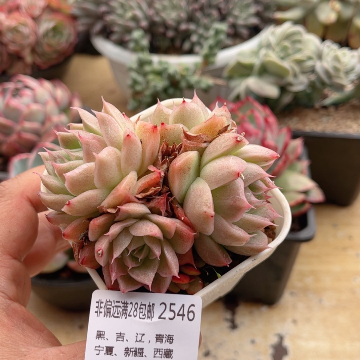 【闪购商品】2546麦秆