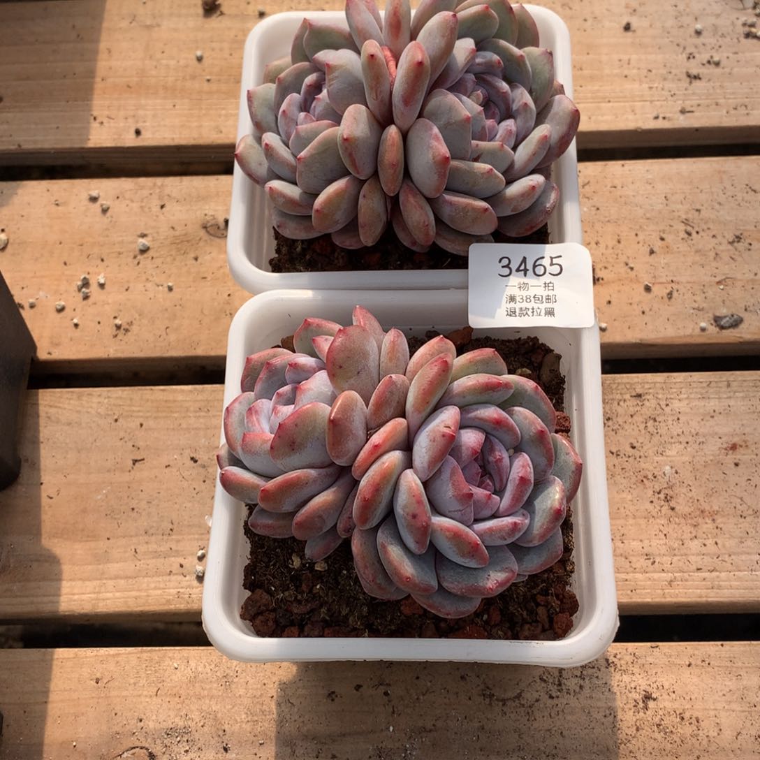 11厘米双头星影两颗3465