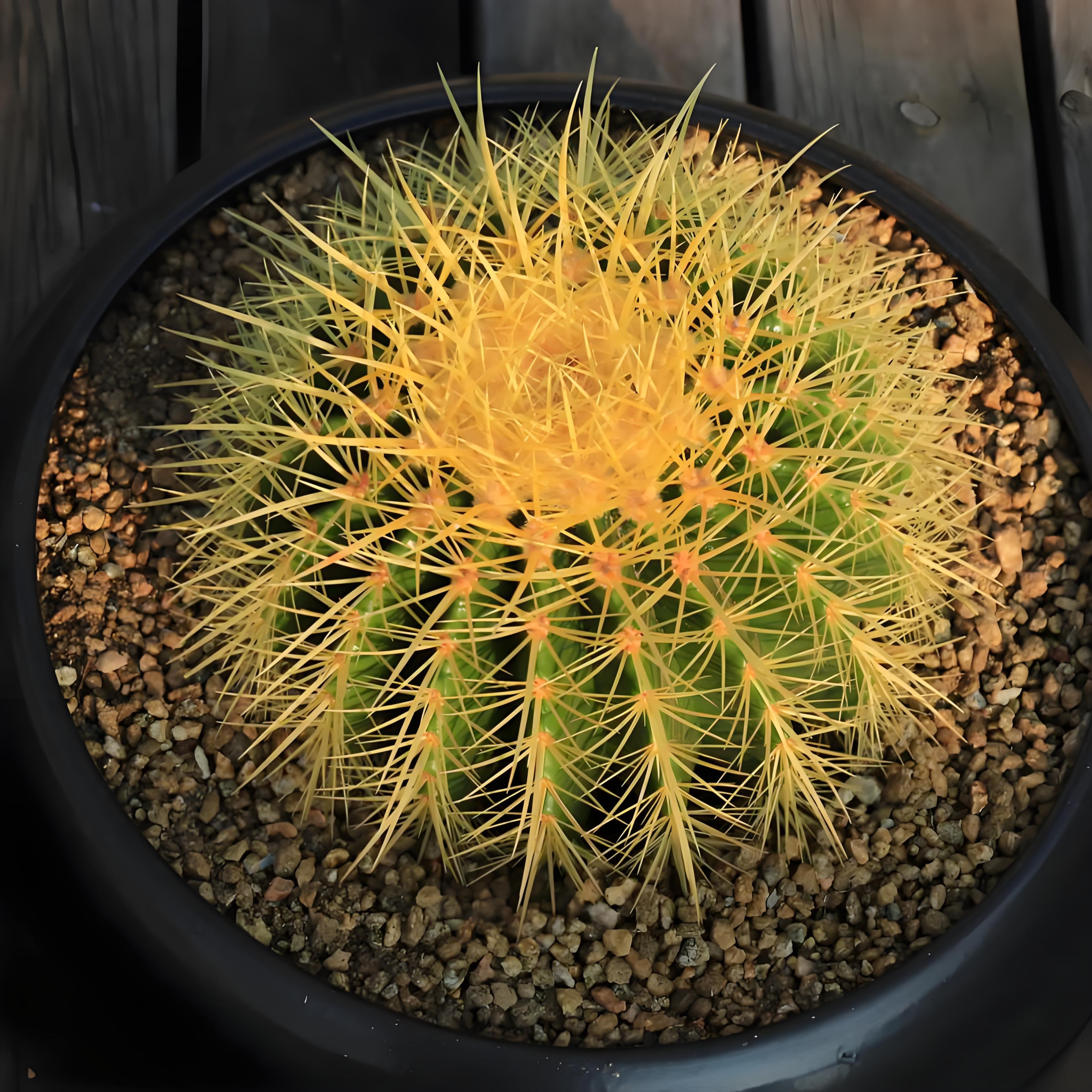 W幺妹金虎仙人球盆栽多肉仙人掌保30-32公分左右植物花卉绿植耐旱