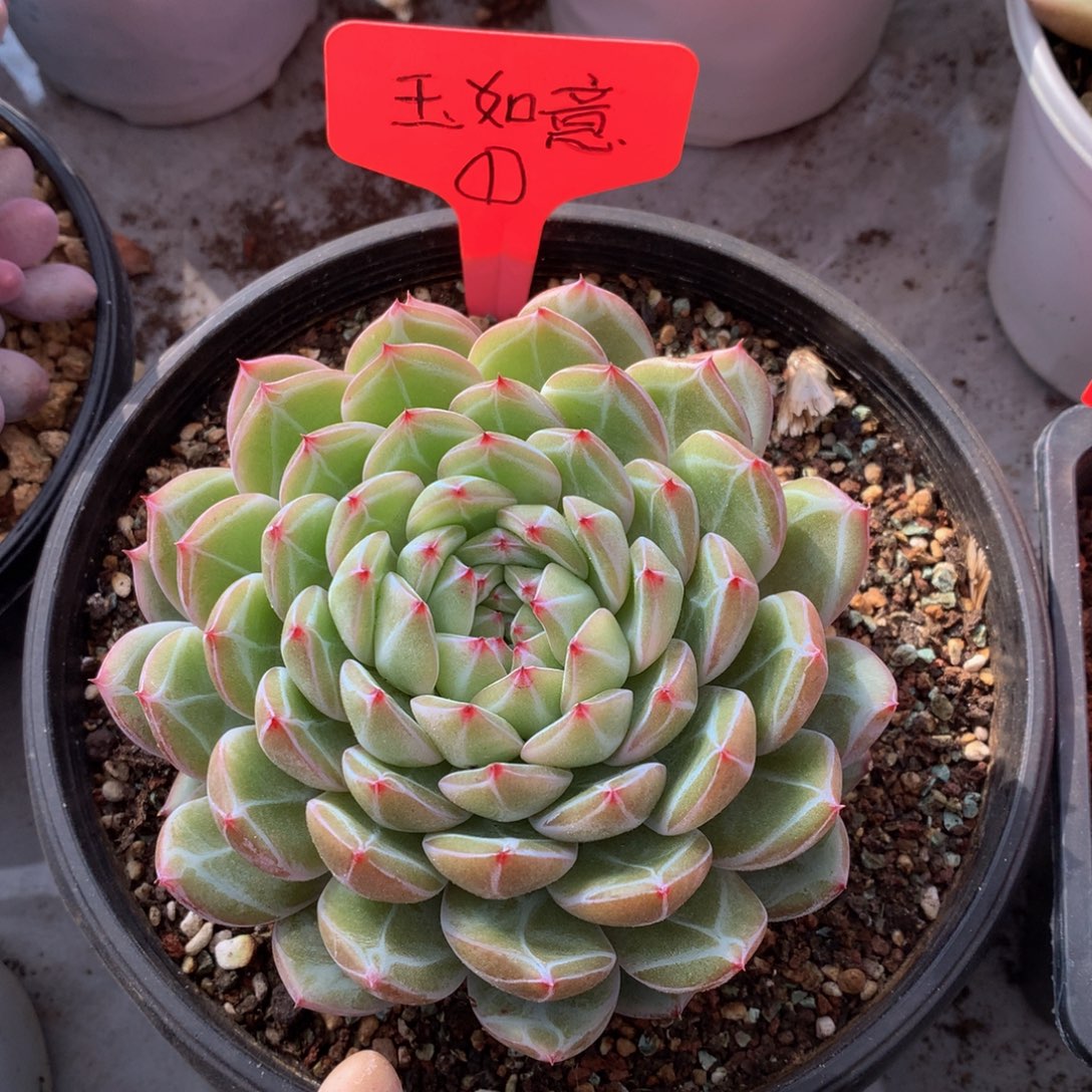  雪花阵你72772727272