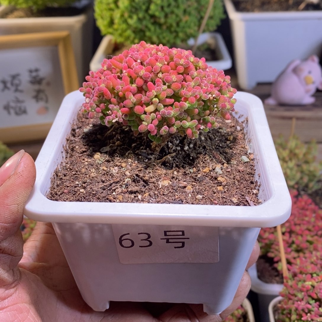 蜜橘带盆土发货一物一拍