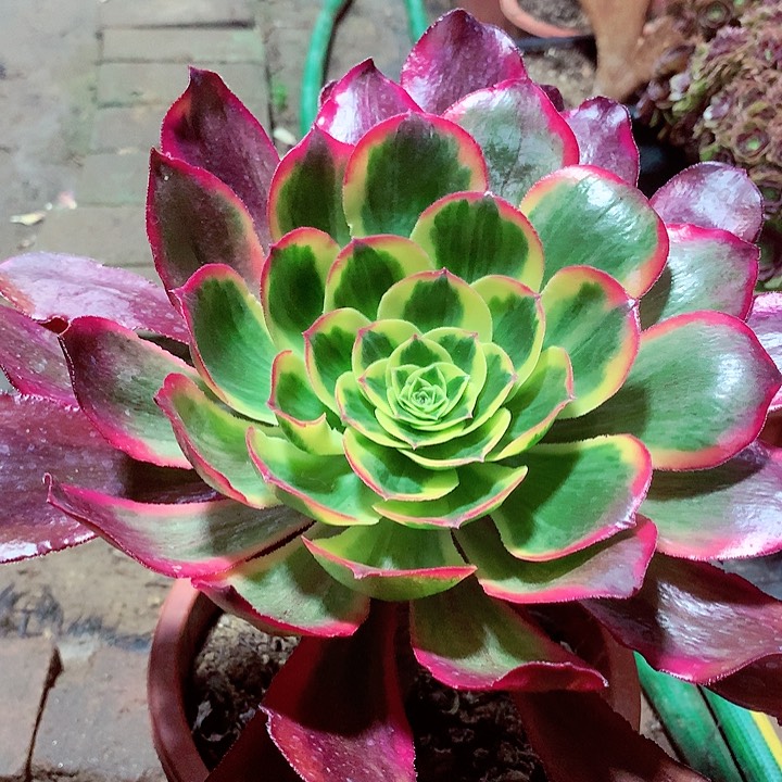 魅影老桩多肉植物