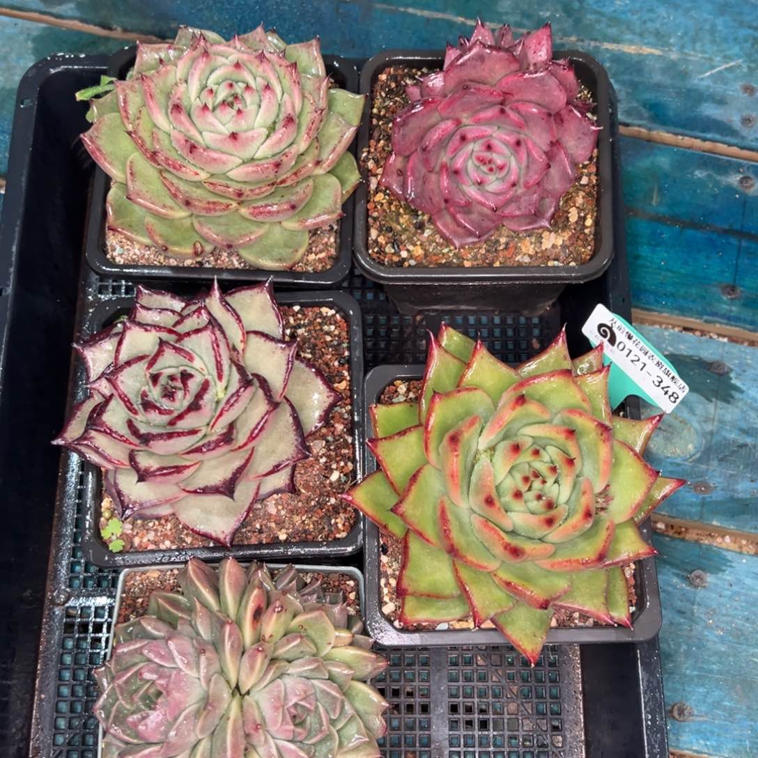 从前慢多肉精选编号0121.348