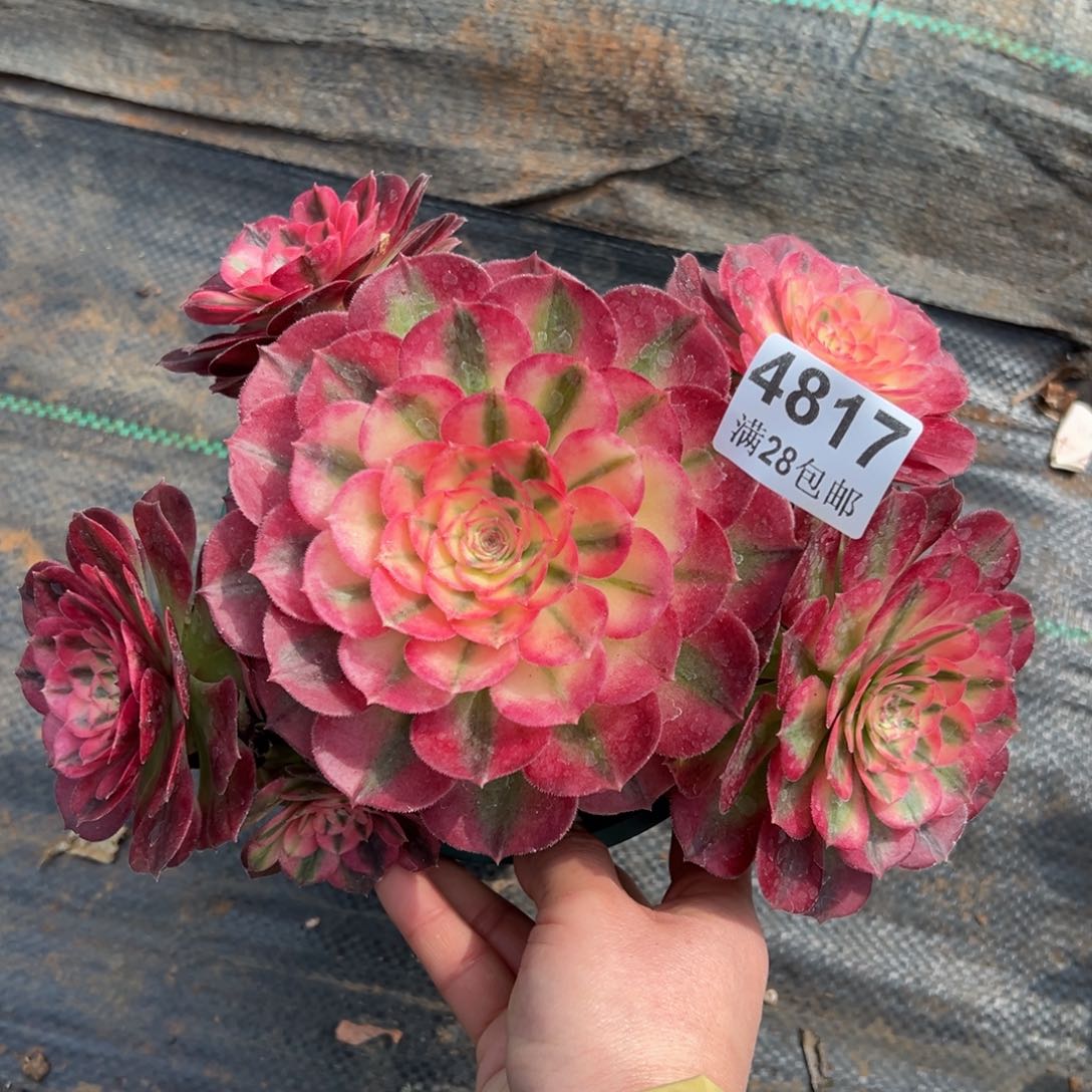 多肉植物4817荔枝