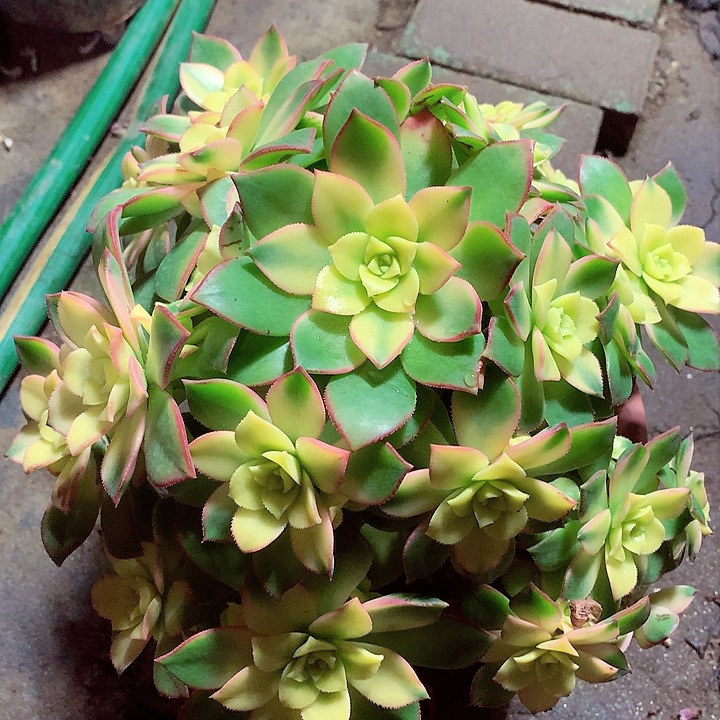 艳日辉啊啊啊啊啊啊