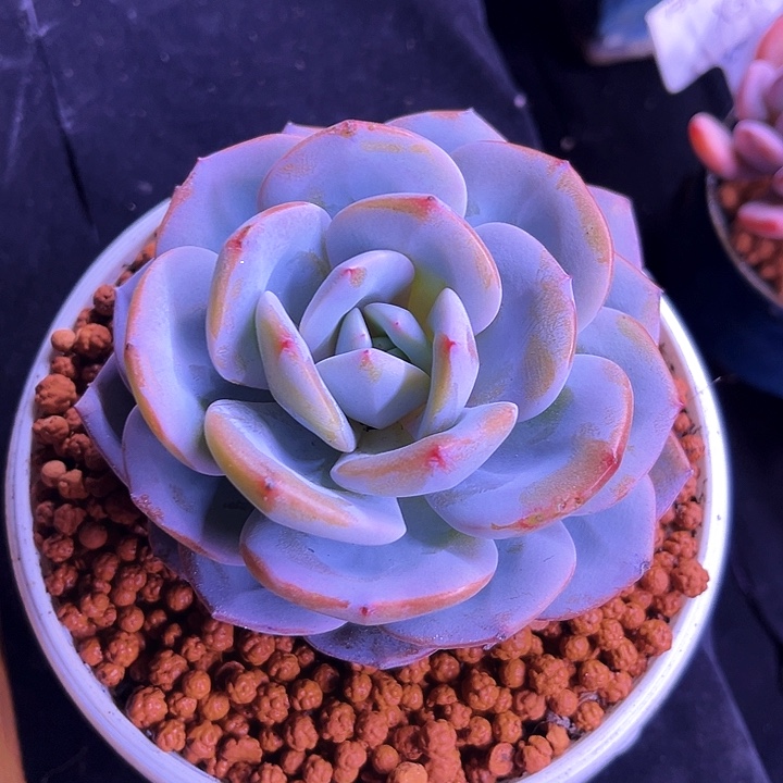 我是你的小可爱啊我的小可爱我是