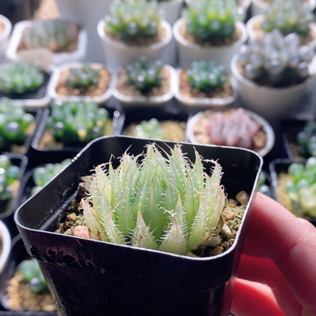 钻石实生针管玉露