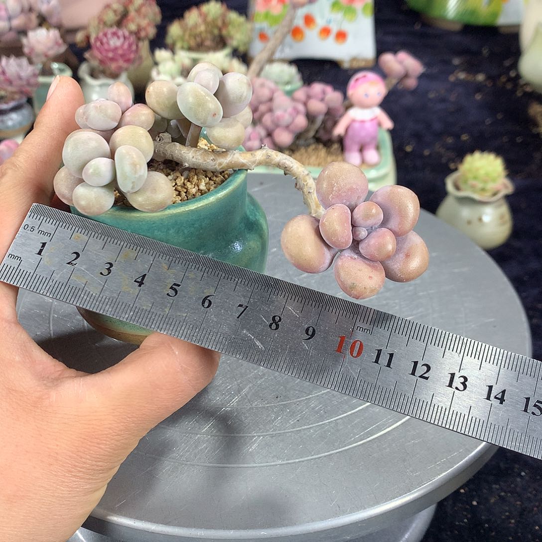 26号带盆偏远地区bu bao you de