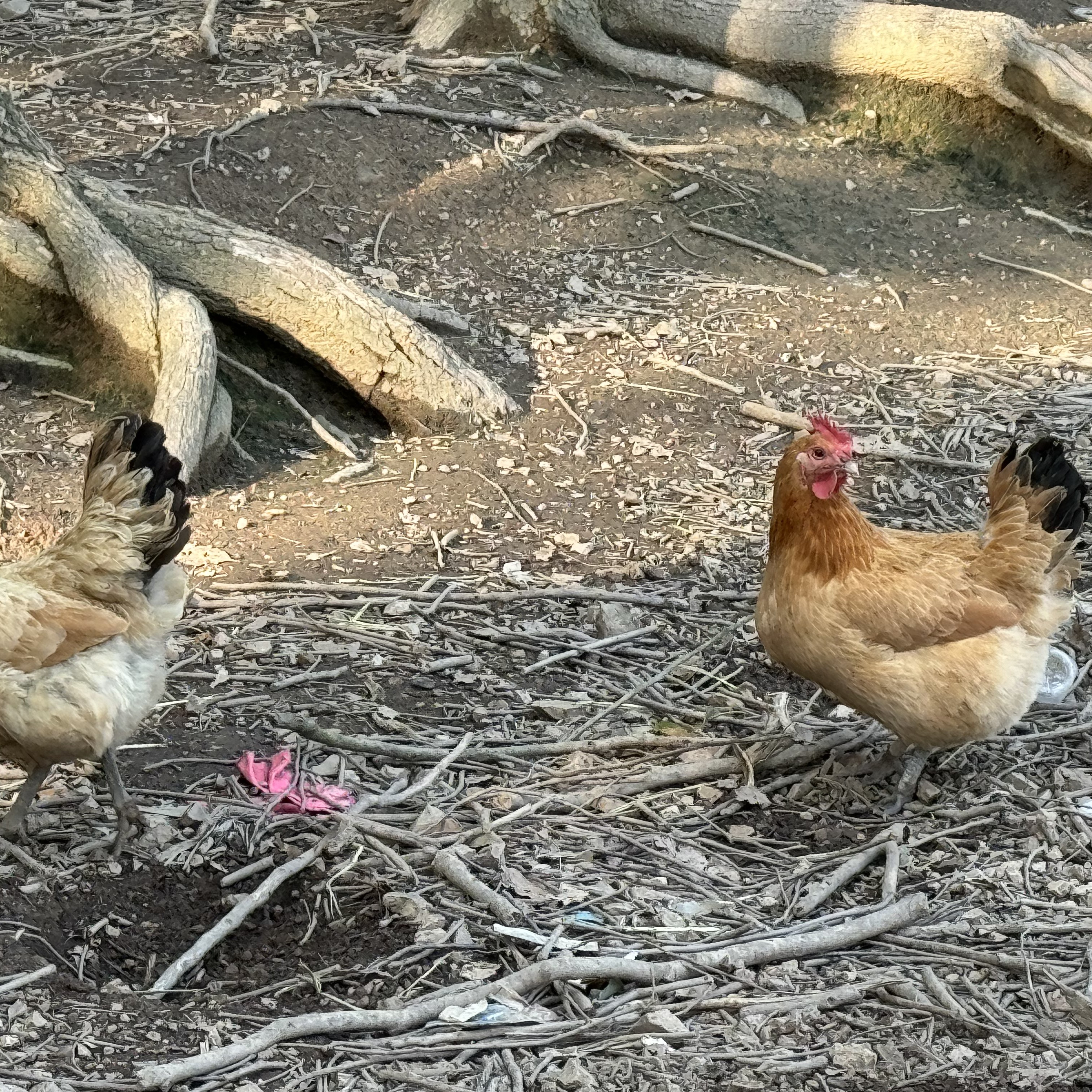 黄油老母鸡生态散养肉质鲜美适合多种烹饪方式