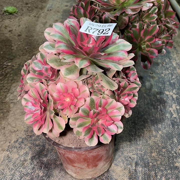 792粉女巫多肉植物   