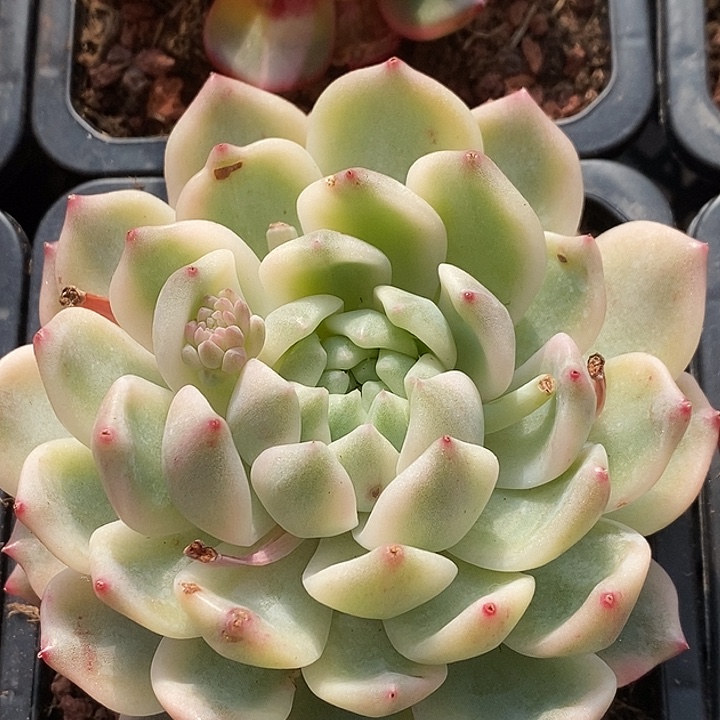 霜花锦大单头多肉植物