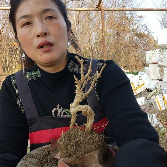 徐***波对节白蜡盆景之王