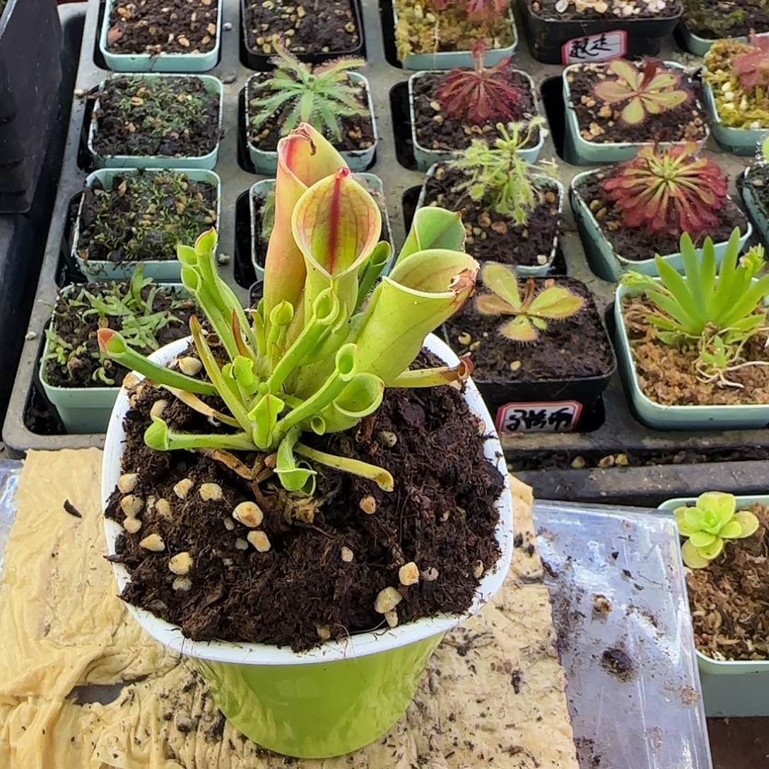 完全开放小太阳瓶子草