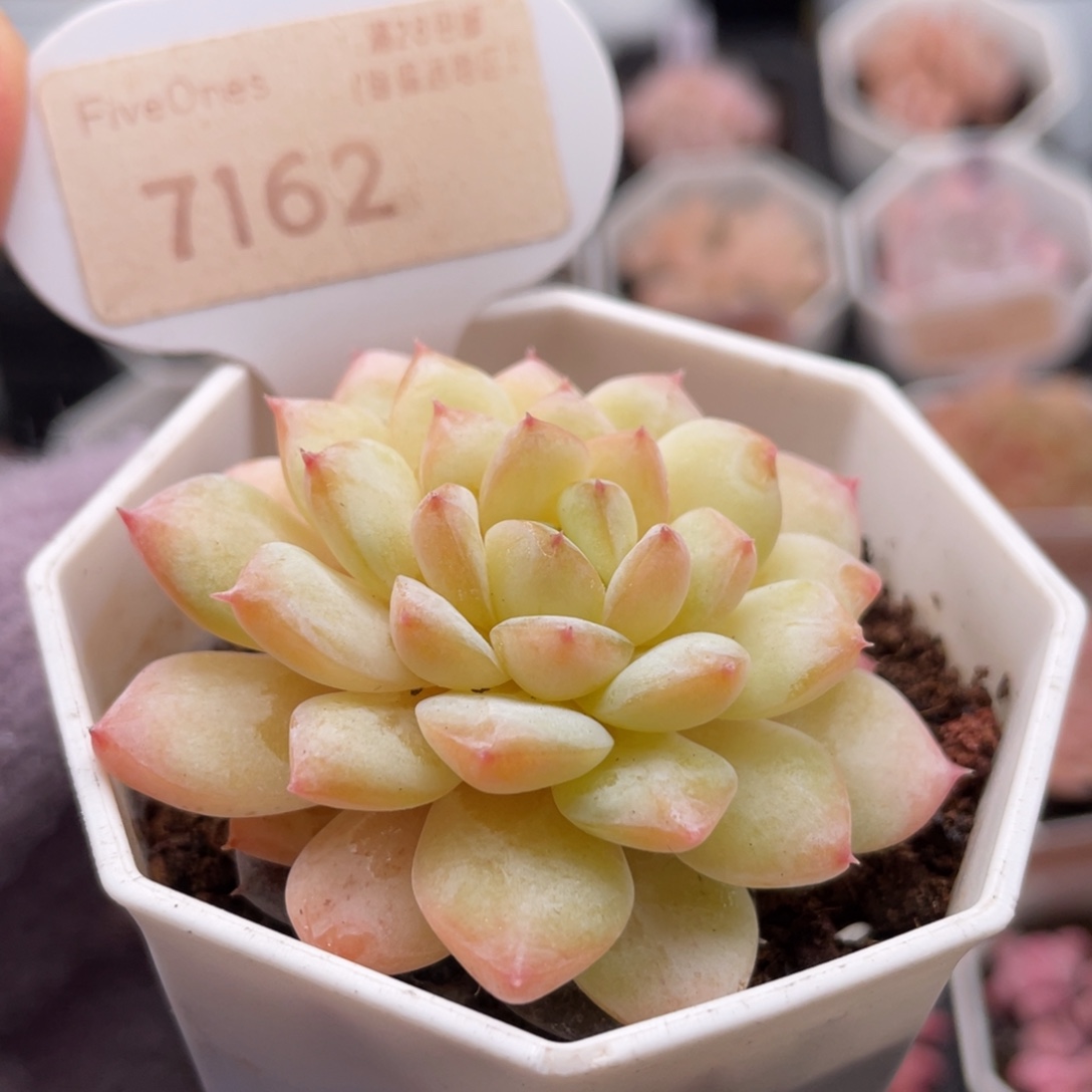 冰葡萄7162-5.5厘米