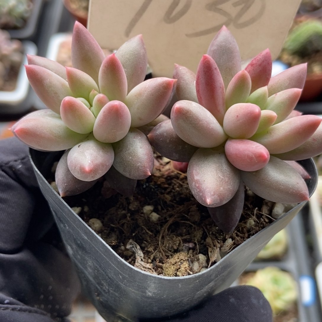 1030车厘子多肉植物保护