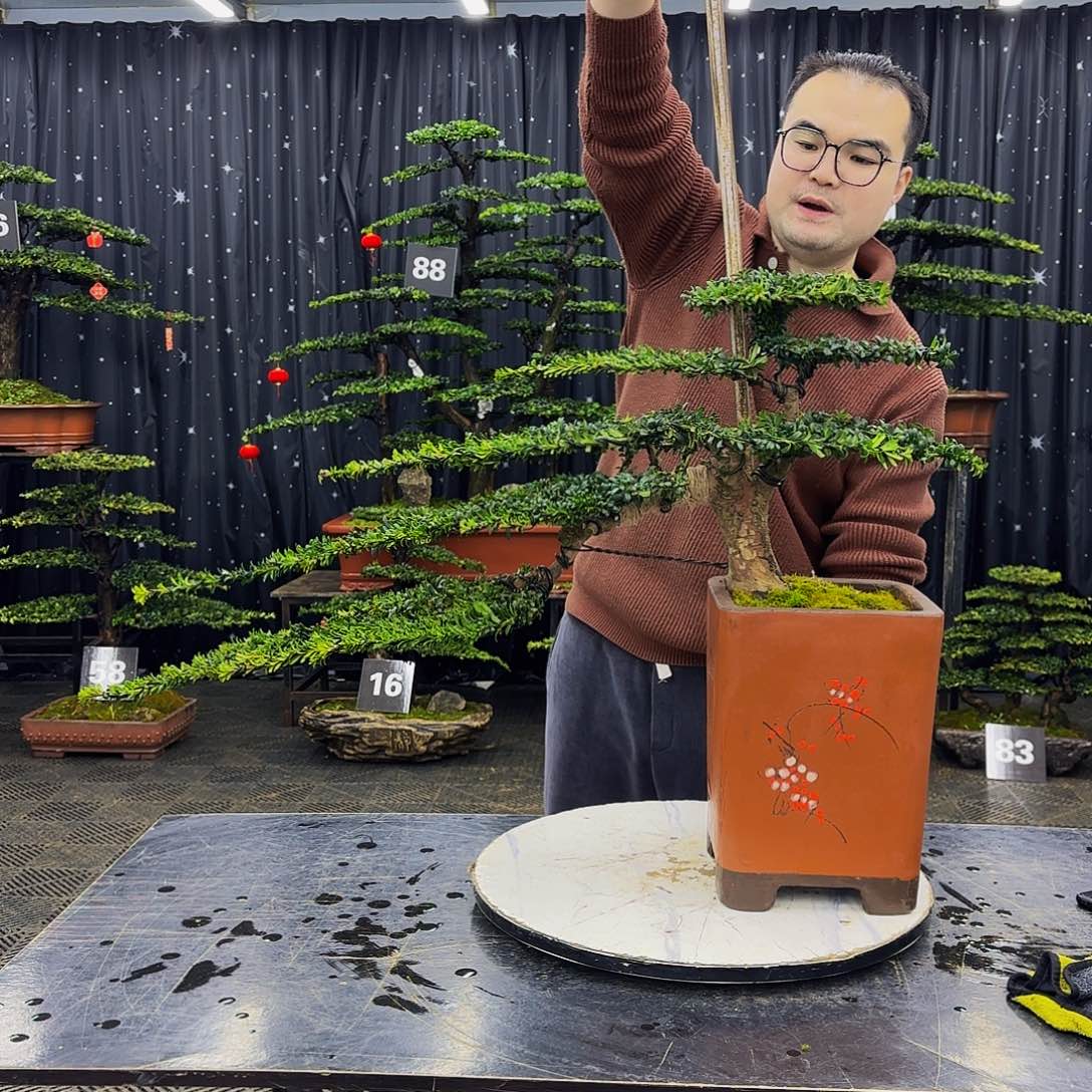 松树柏树造型盆景