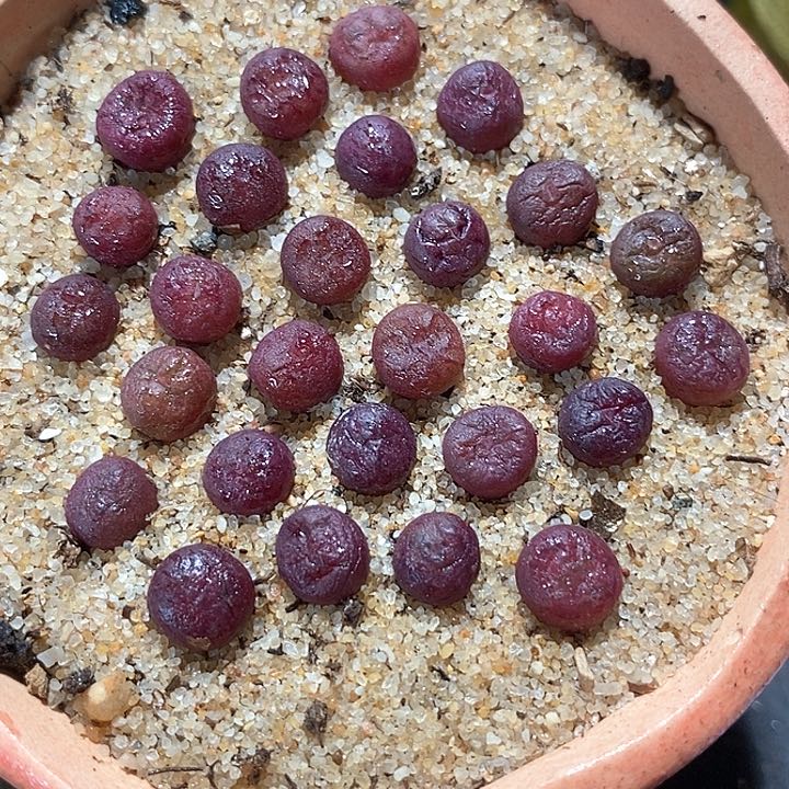 吕氏大王樱桃sp一颗         