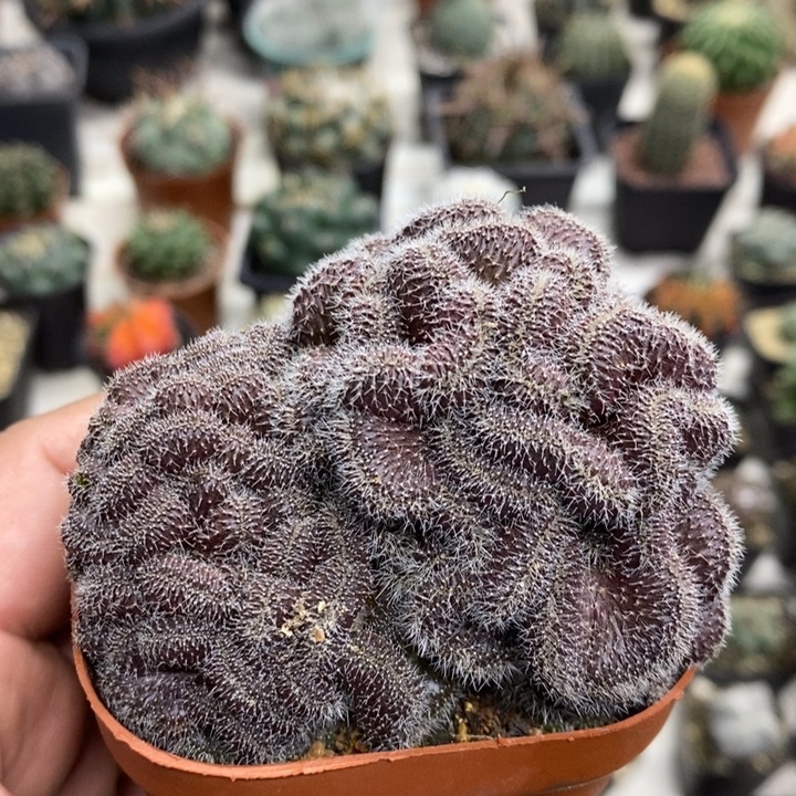 红檀缀特价福利包邮