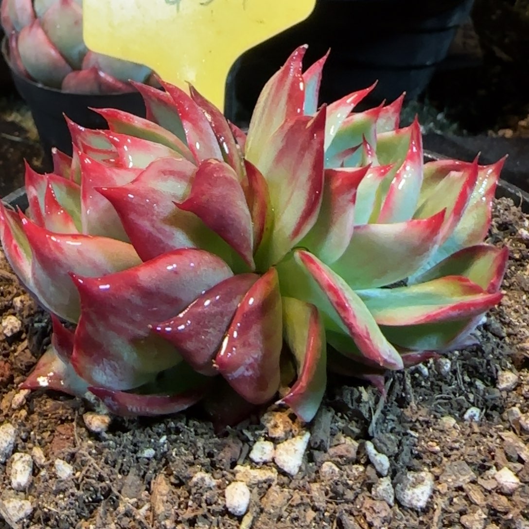 惊鸿一物一拍包装收缩花旱454