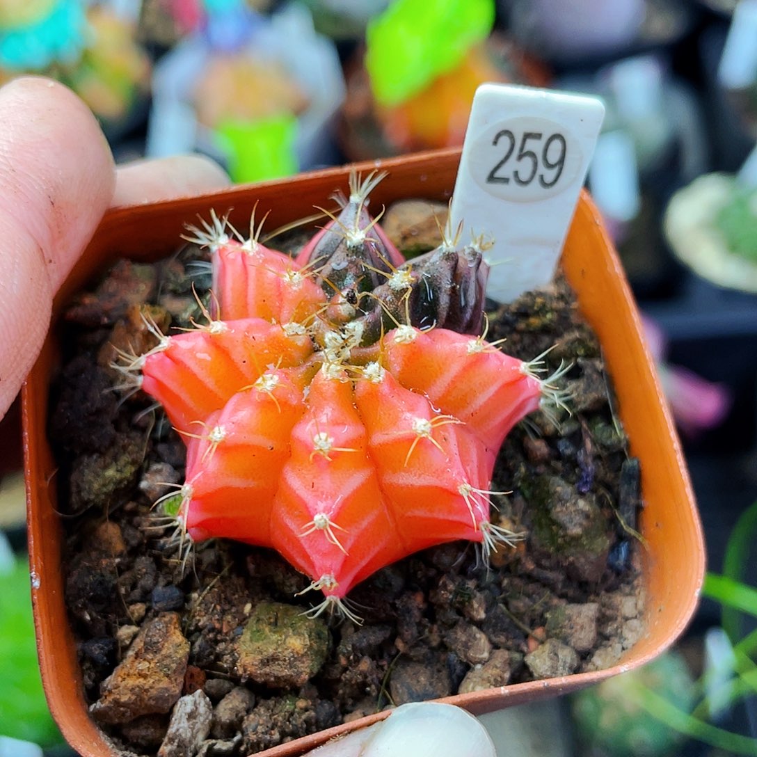 非偏远地区满25包邮仙人球