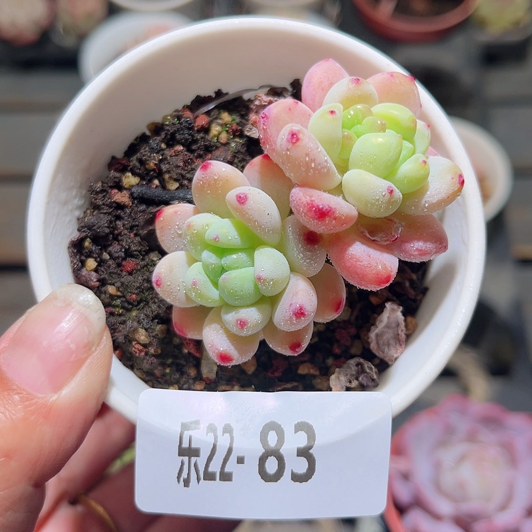 乐22-83罗琦双头