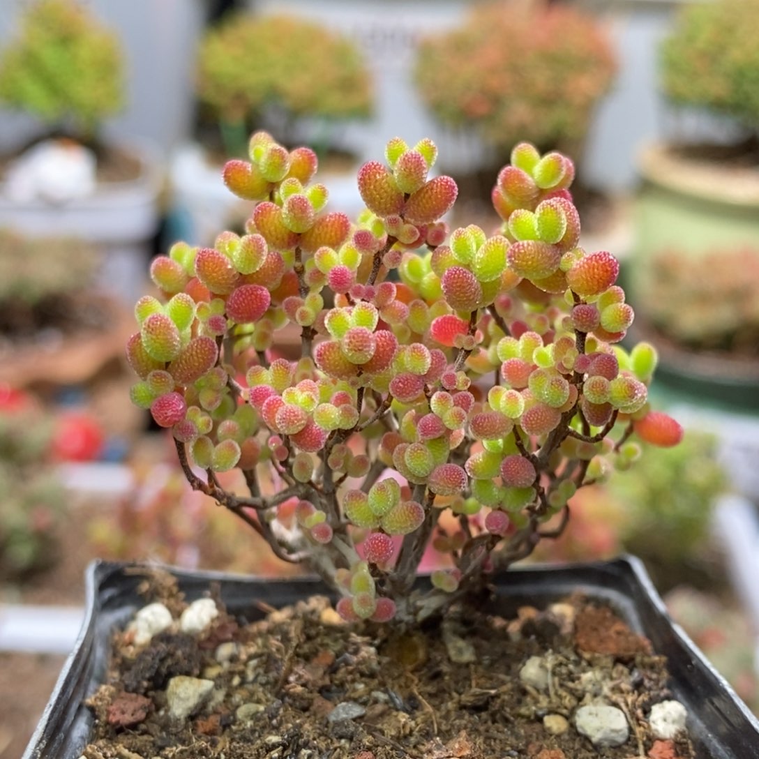 蜜桔糖球枝干番杏A592