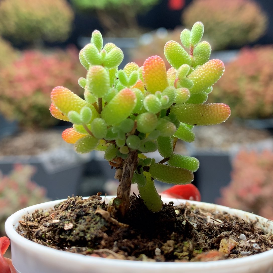 B298蜜橘枝干番杏