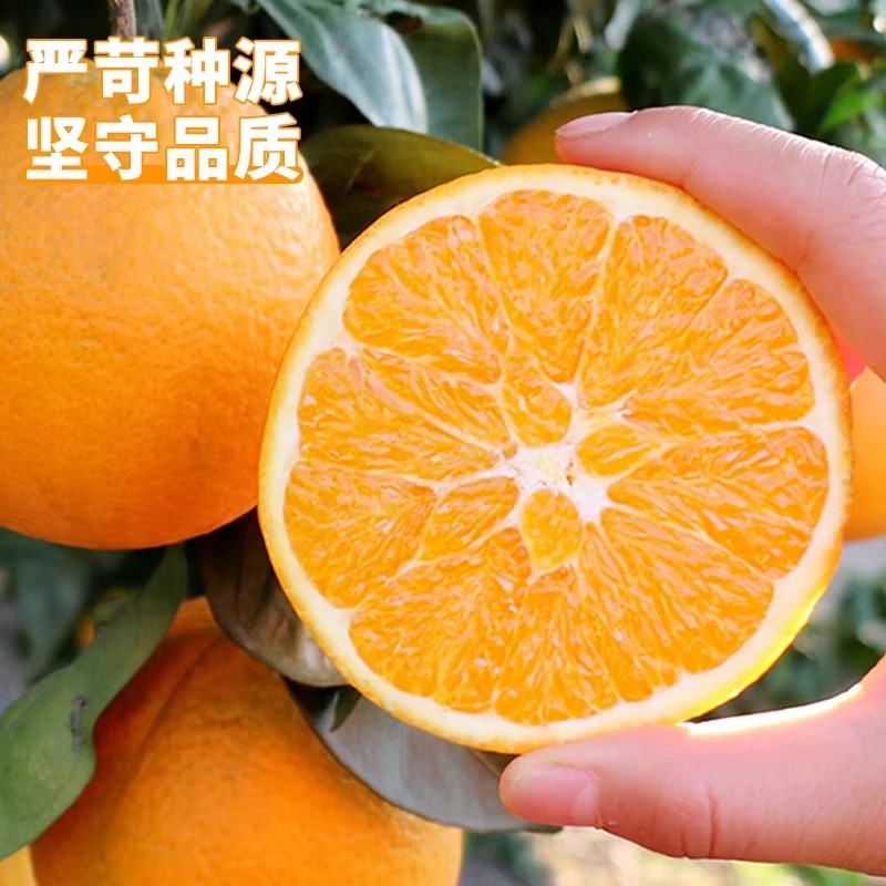 Y1【精品彩箱正宗赣南脐橙】江西赣南脐橙新鲜应季水果现采现发送开果器全国包邮江西省