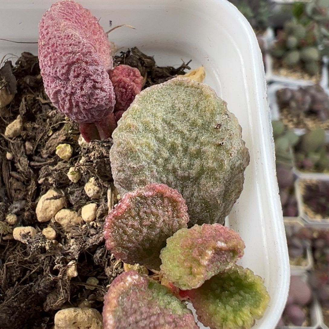 实生底叶苗纹路款多肉植物水泡