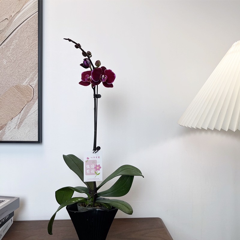 【蒙彼利埃】精品蝴蝶兰深玫红色高端室内盆栽花卉喜庆送人礼品花