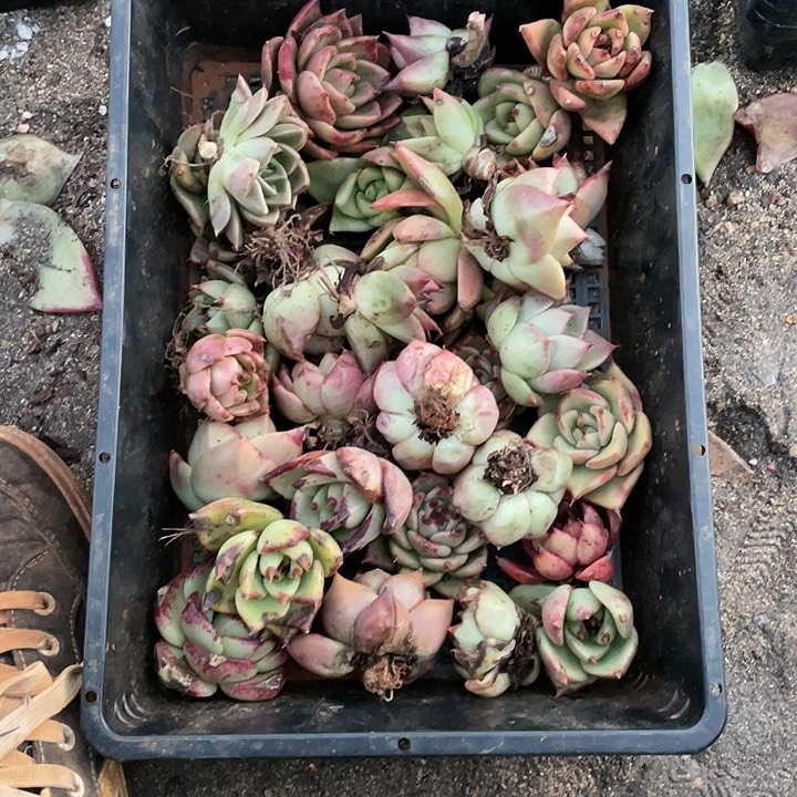 若如东云单拍A377