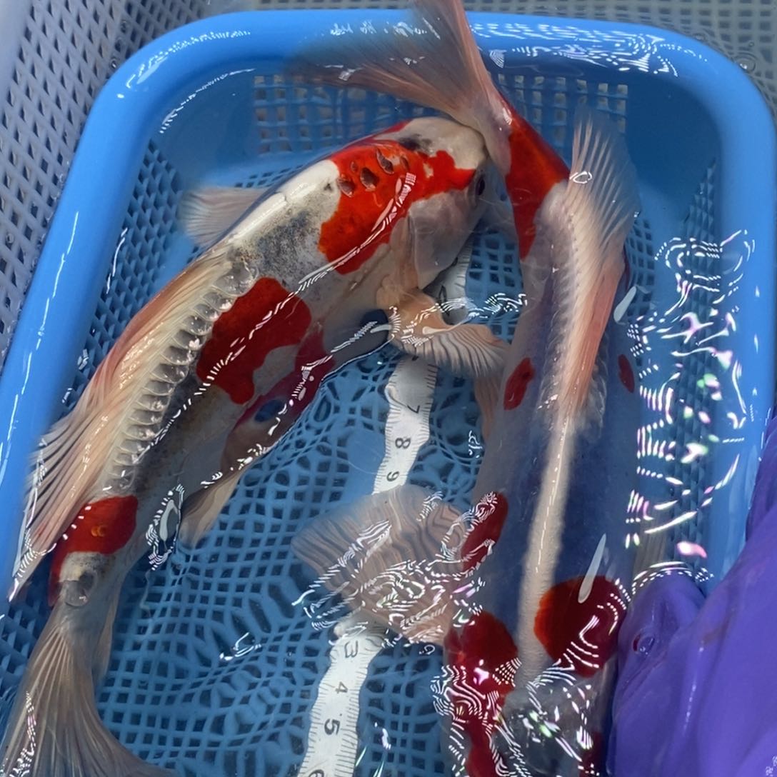 锦鲤冷水锦鲤包邮