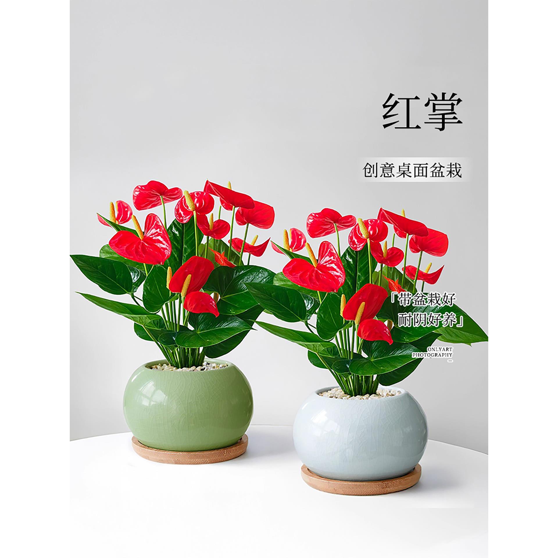 红掌盆栽带花四季花卉绿植工位桌面鸿运当头招财盆景懒人好养摆件