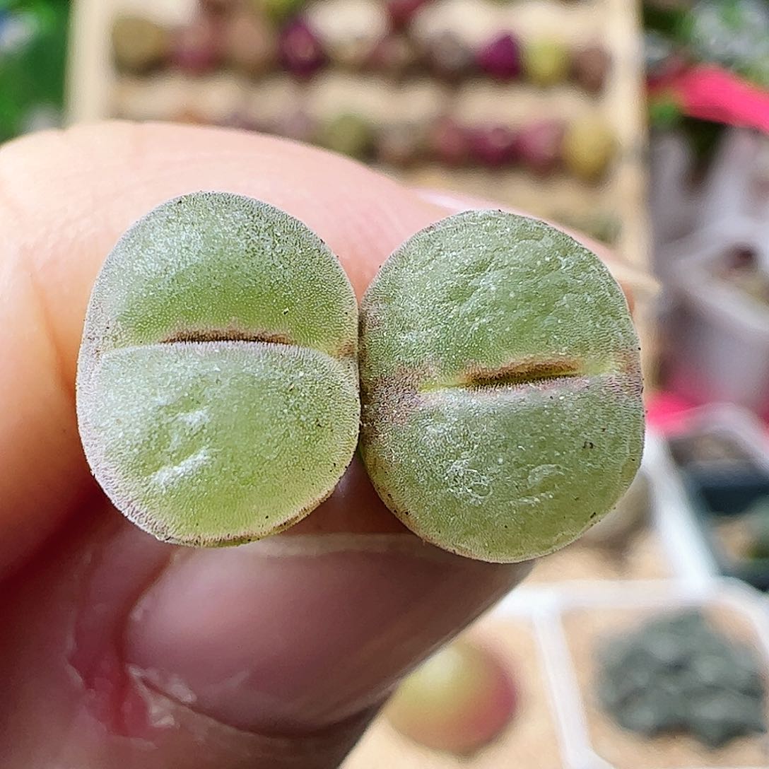 粉红女郎2颗包邮……………………