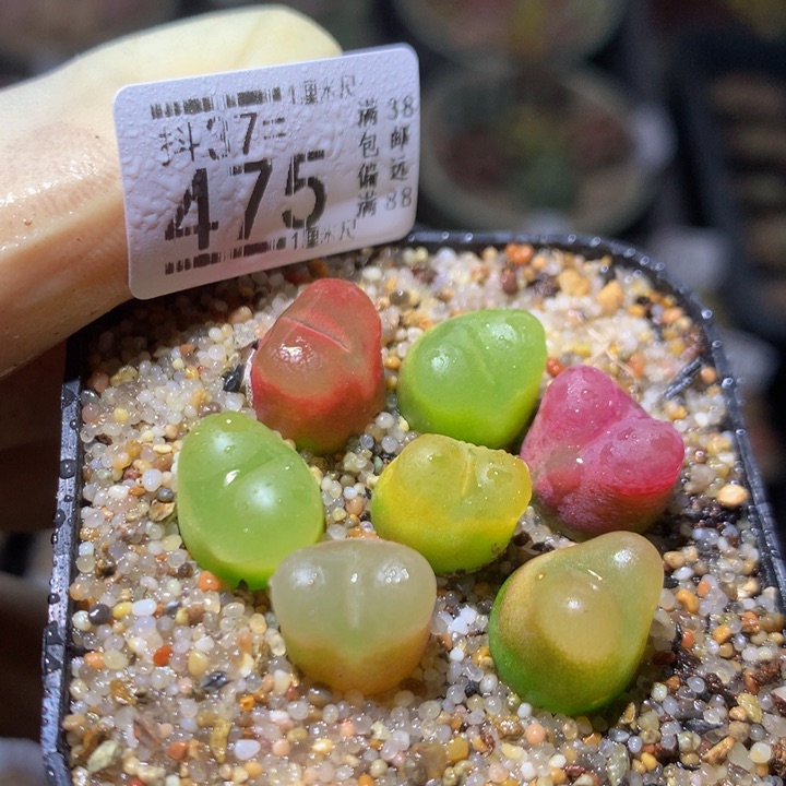 精品生石花37.475