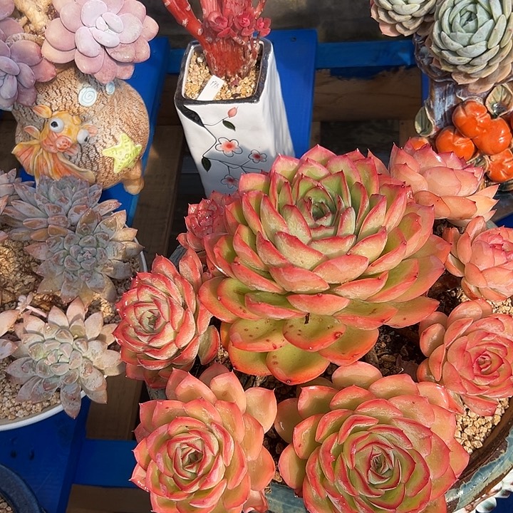 呈露时光带盆发物流