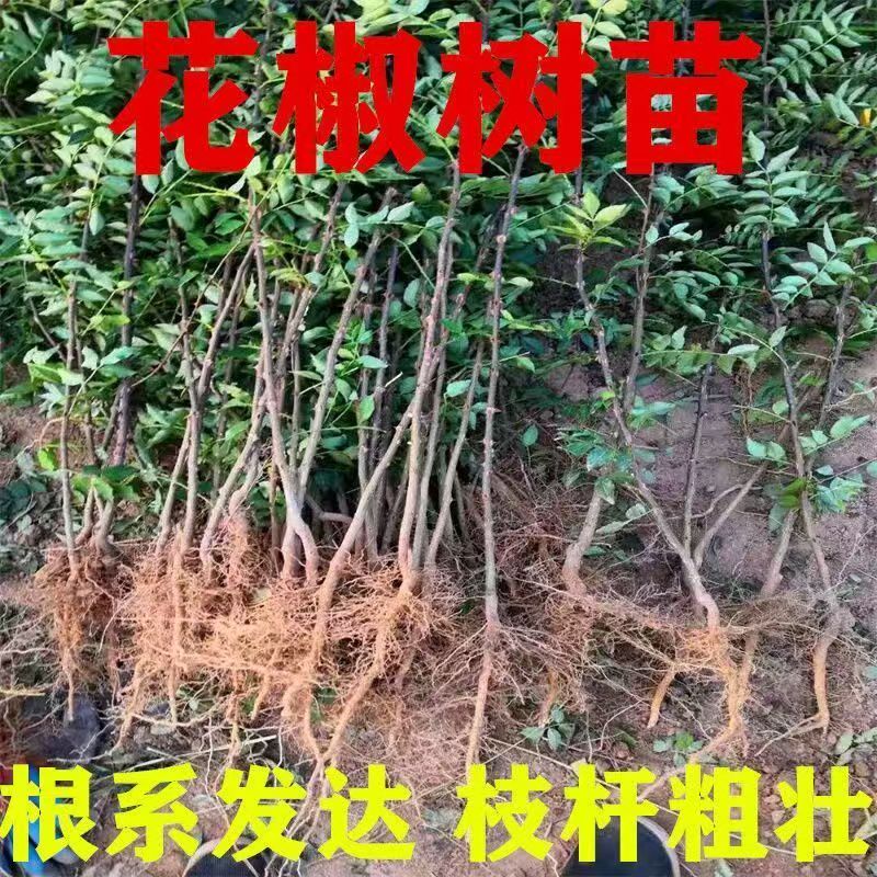 花椒树苗大红袍花椒苗特麻特香南方北方都可以种植