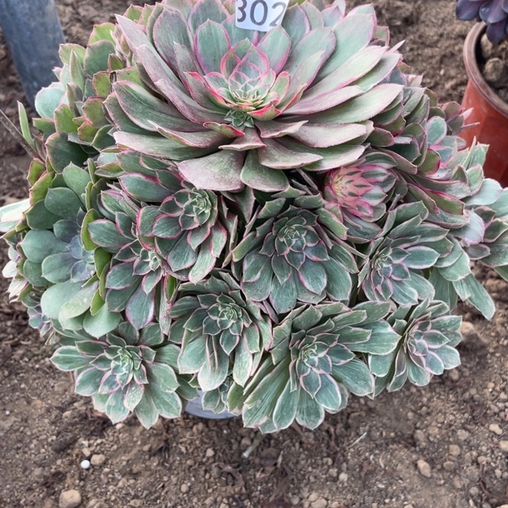 无花朵302莲花座多肉