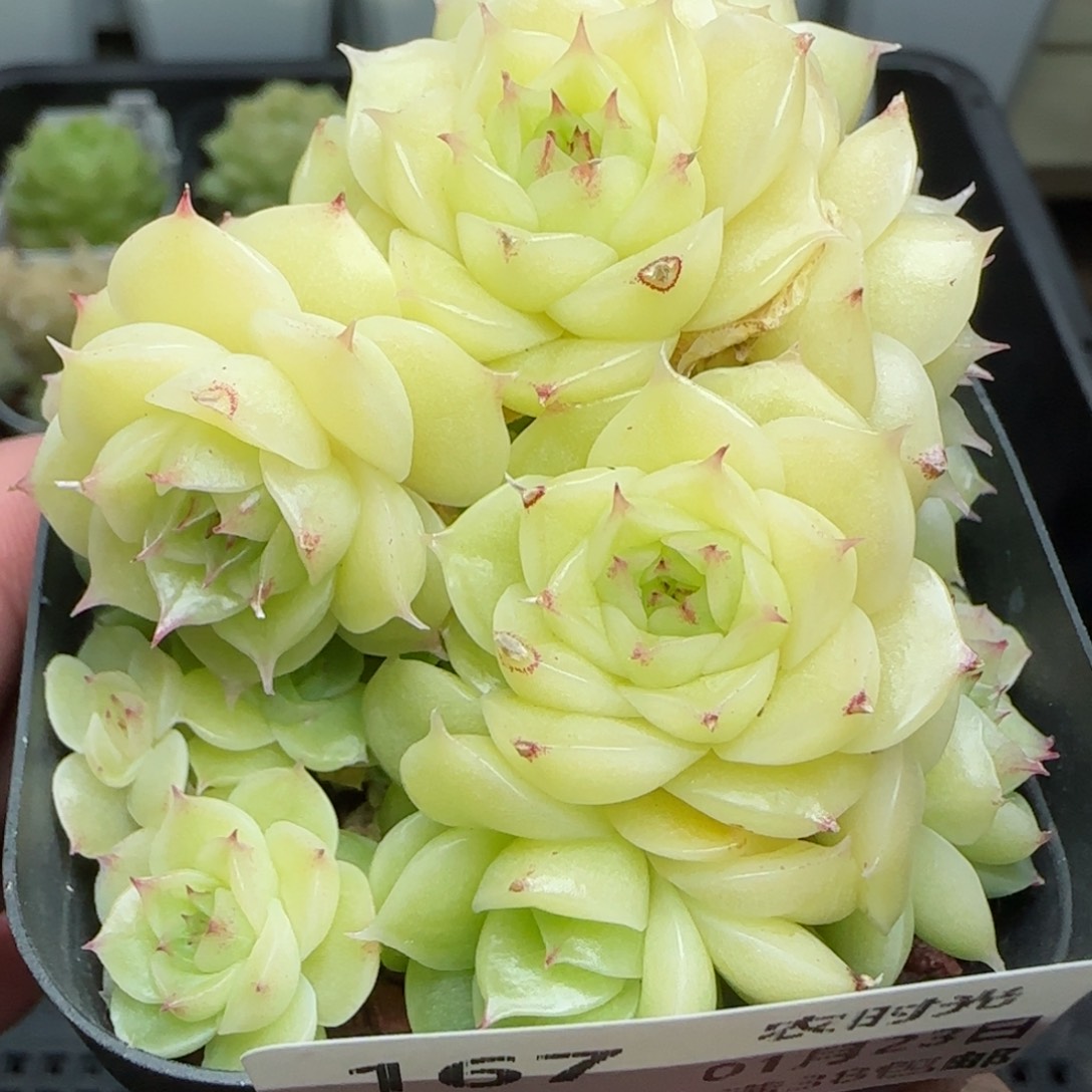 0123-167白玉麦秆