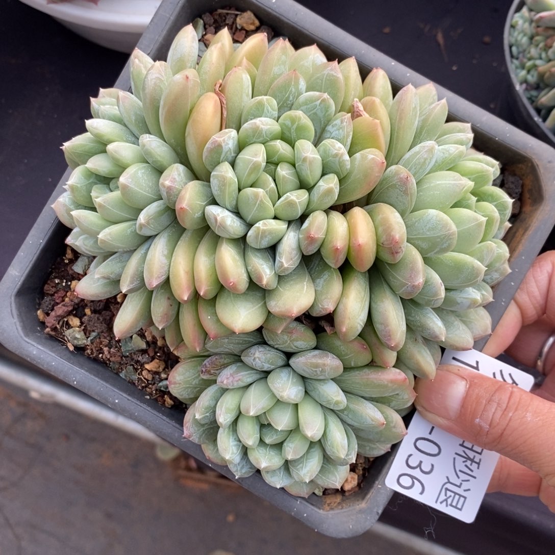 两单包邮1213-36百搭翡翠