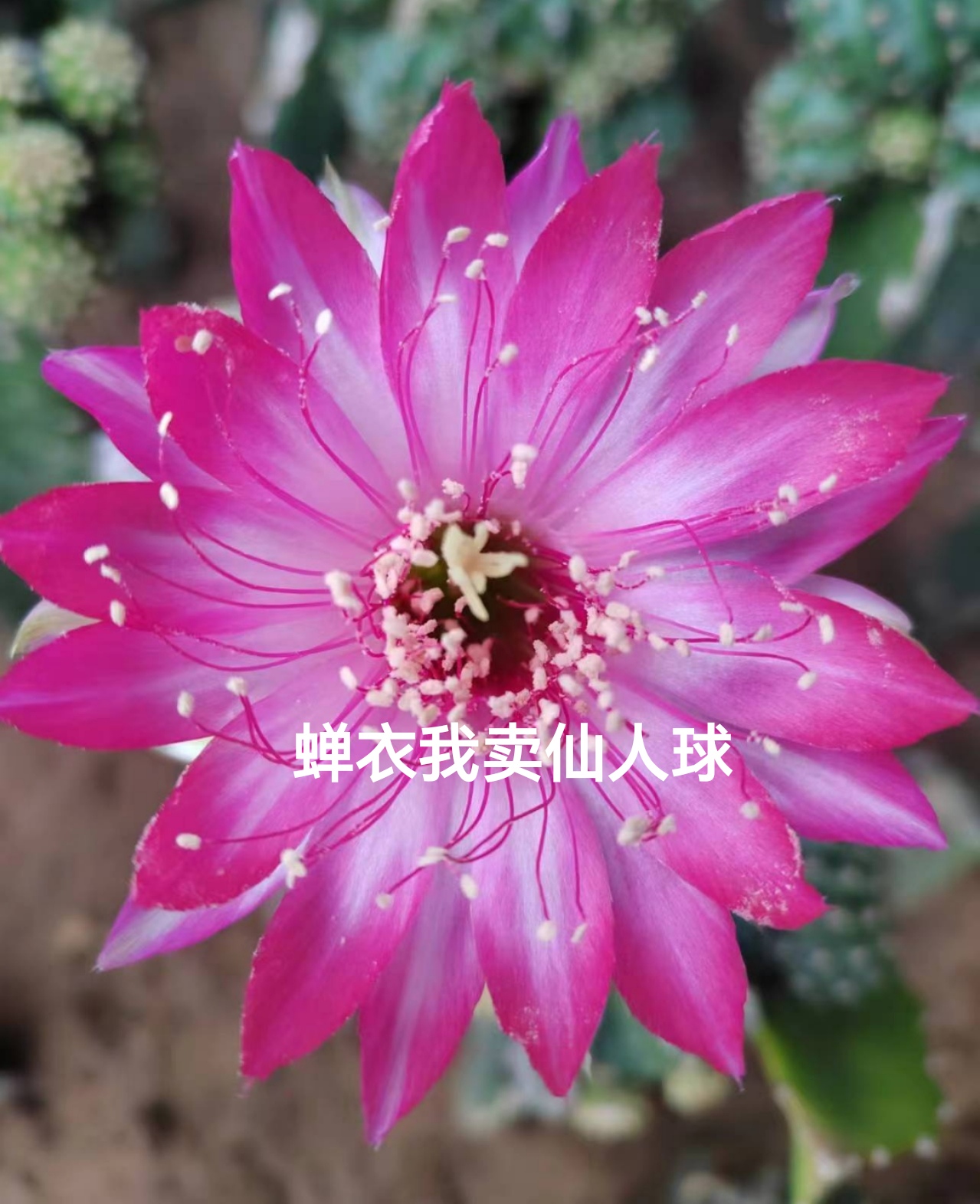 丽花蝉衣龙神木嫁接 满28米包邮非偏远