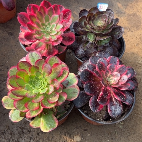 623多肉植物组合