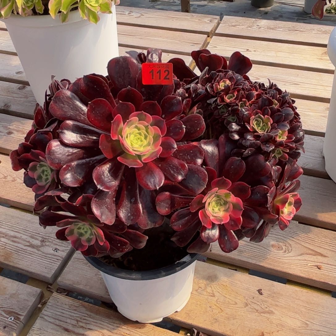 112炖肉植物发货美杜莎缀朵朵