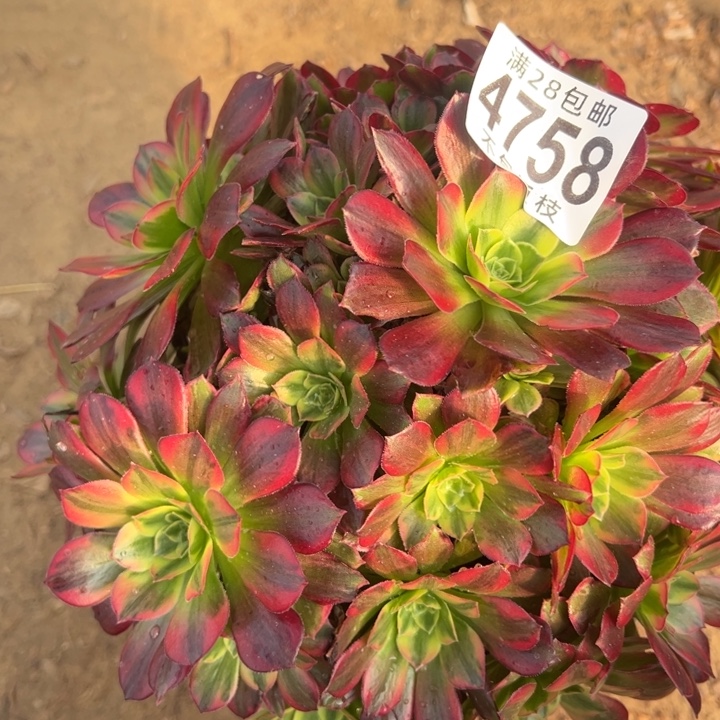 4758安娜多肉植物法师