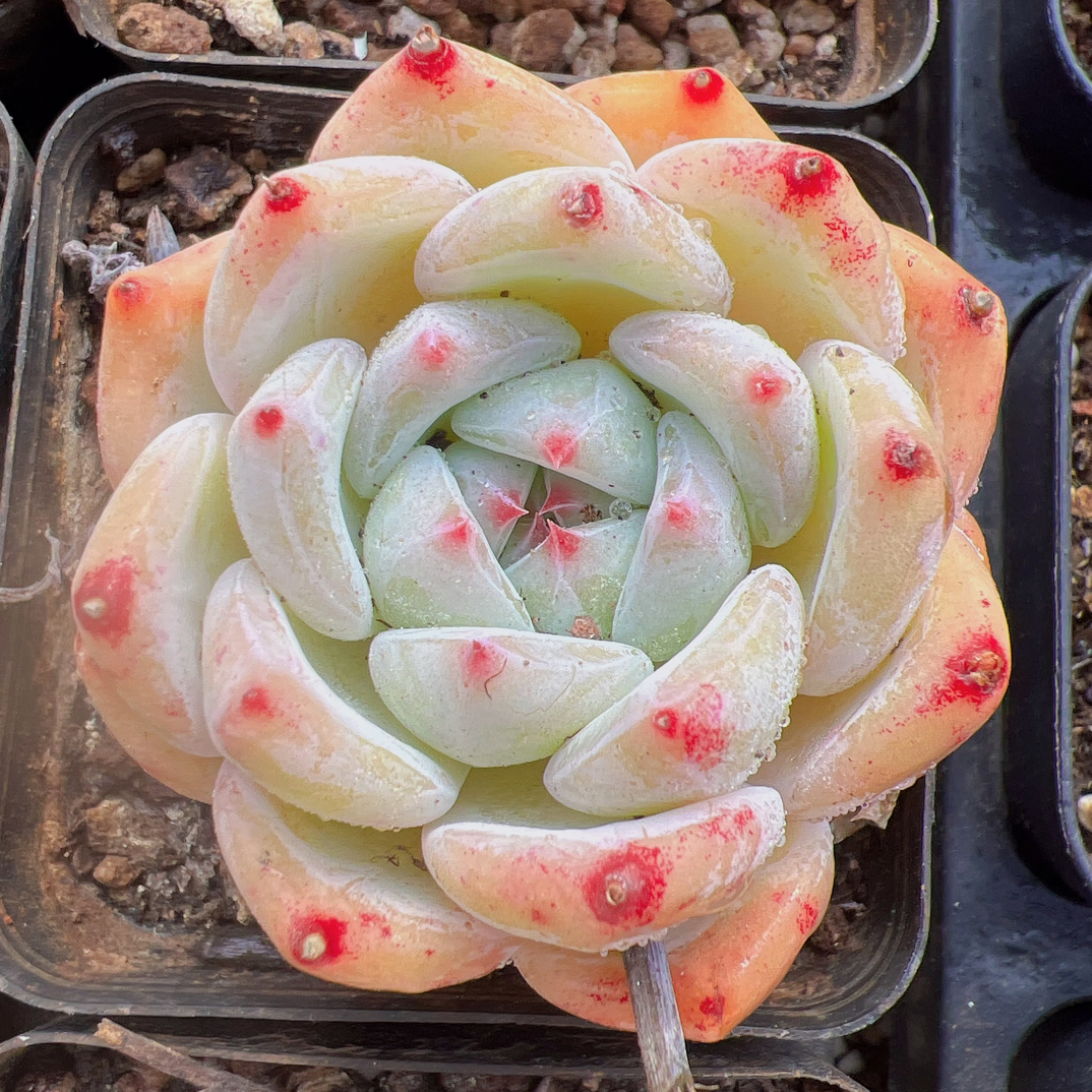 70#单头白拉糖-脱土发货