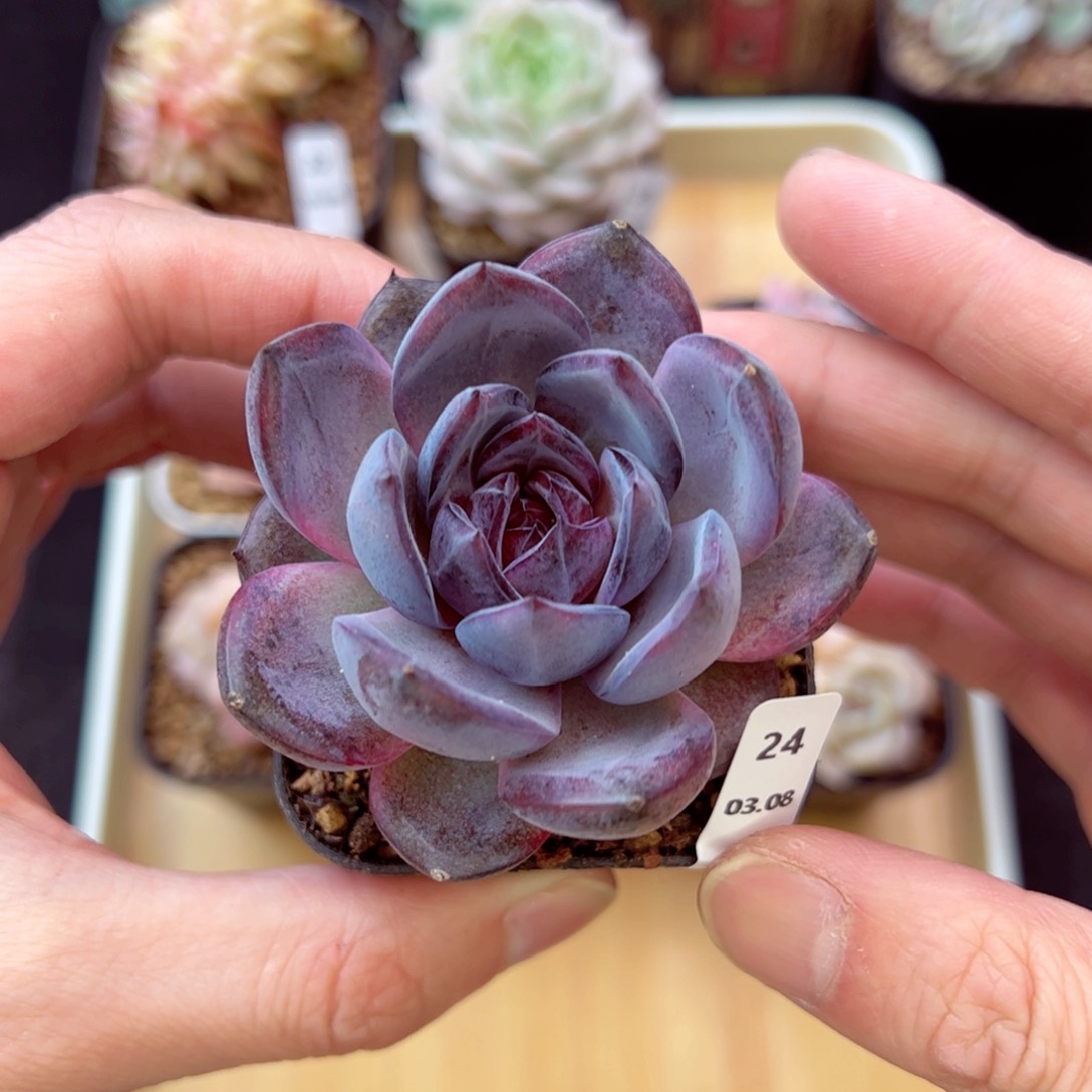 夜皇后24、哈哈哈哈