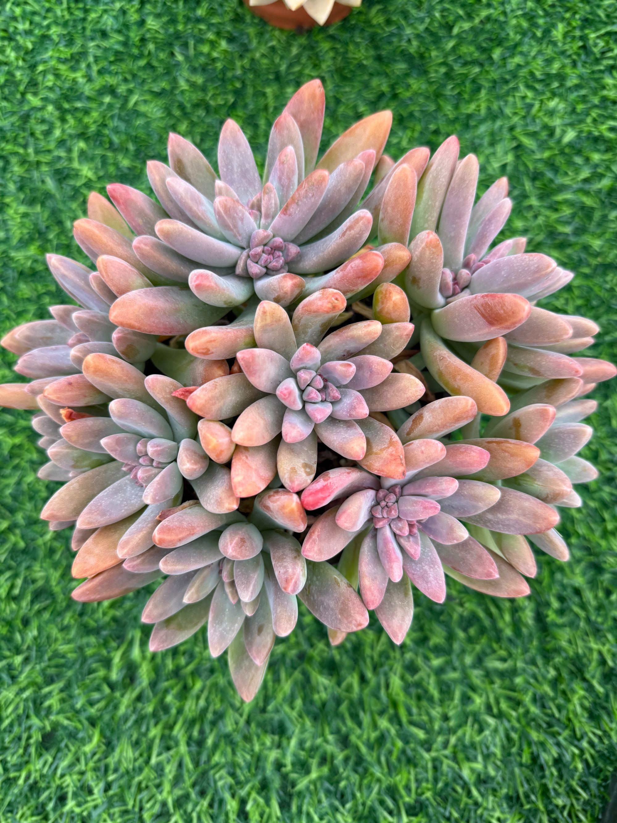 16号秋丽多肉植物昆明发货新手好养室内阳台庭院可种植（三单包邮）