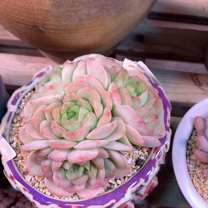 泡泡冰多肉植物dydhcjh